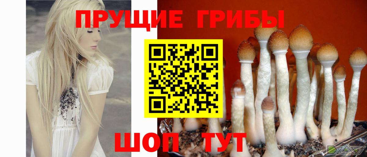 Галлюциногенные грибы Psilocybine cubensis Новочеркасск